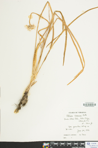 Allium cernuum image