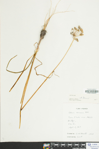 Allium cernuum image