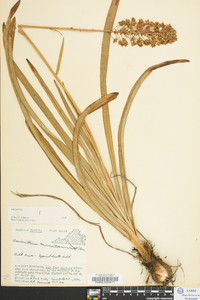 Amianthium muscitoxicum image