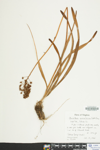 Amianthium muscitoxicum image