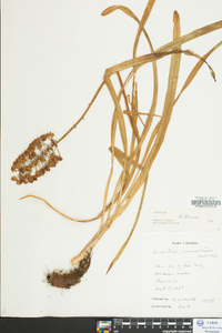 Amianthium muscitoxicum image