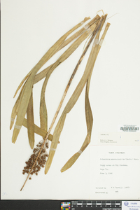 Amianthium muscitoxicum image