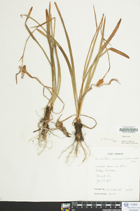 Amianthium muscitoxicum image