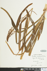 Amianthium muscitoxicum image