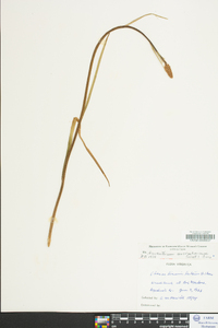 Amianthium muscitoxicum image