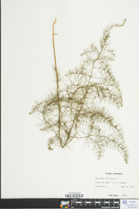 Asparagus officinalis image