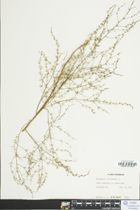 Asparagus officinalis image