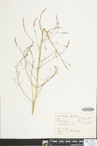 Asparagus officinalis image