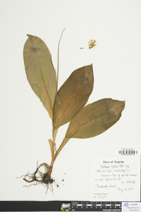 Clintonia borealis image