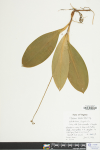 Clintonia borealis image