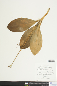 Clintonia borealis image