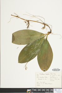 Clintonia borealis image