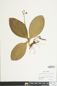 Clintonia borealis image