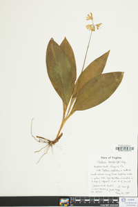 Clintonia borealis image