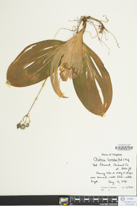 Clintonia borealis image