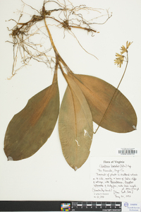 Clintonia borealis image