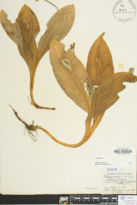 Clintonia borealis image