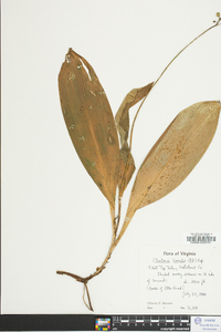 Clintonia borealis image