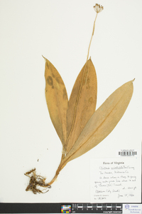 Clintonia umbellulata image