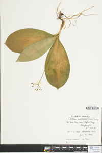 Clintonia umbellulata image