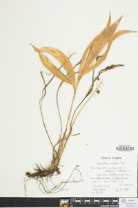 Convallaria montana image