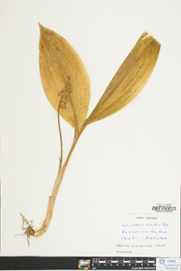 Convallaria montana image