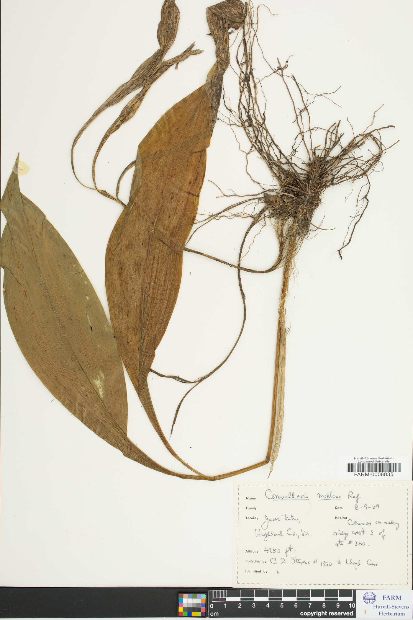 Convallaria montana image