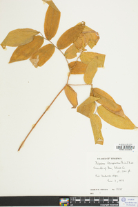 Disporum lanuginosum image