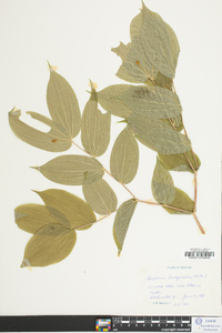 Disporum lanuginosum image