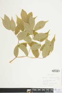 Disporum lanuginosum image