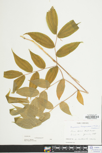 Disporum lanuginosum image