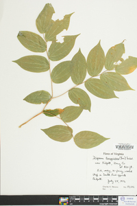 Disporum lanuginosum image