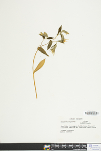 Disporum lanuginosum image