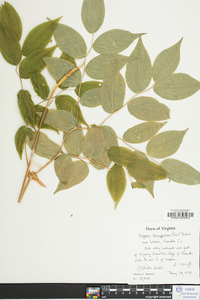 Disporum lanuginosum image