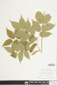 Disporum lanuginosum image