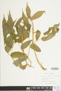 Disporum lanuginosum image