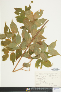 Disporum lanuginosum image