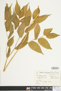 Disporum lanuginosum image