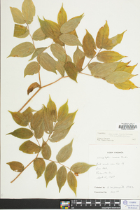 Disporum lanuginosum image