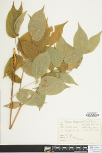 Disporum lanuginosum image