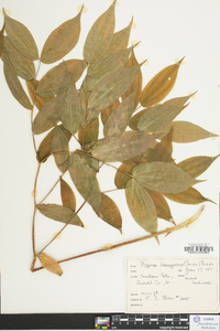 Disporum lanuginosum image