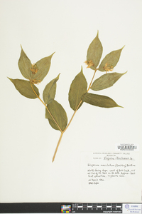 Disporum maculatum image