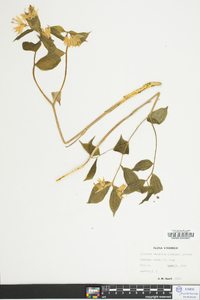 Disporum maculatum image