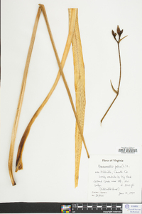 Hemerocallis fulva image