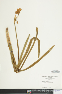 Leucojum aestivum image