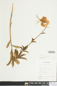 Lilium michauxii image