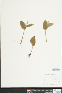 Maianthemum canadense image