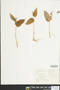 Maianthemum canadense image