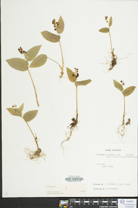 Maianthemum canadense image