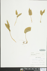 Maianthemum canadense image